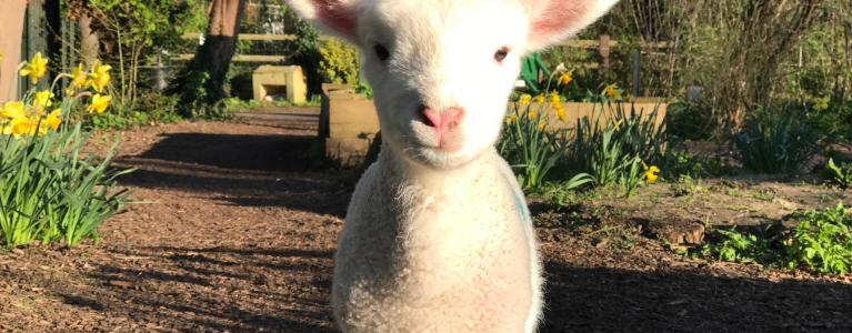 Dean City Farm lamb