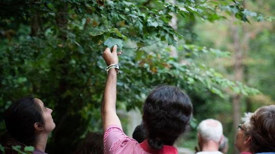 A person with their back to the camera reaching out to hold a leaf on a tree