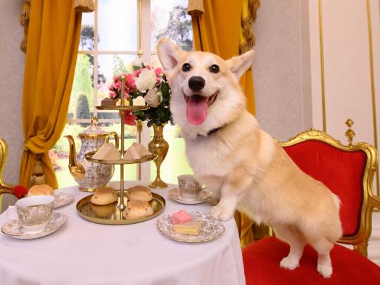 A corgi dog on hind legs on a table next to a tray of sandwiches, cakes and afternoon tea.