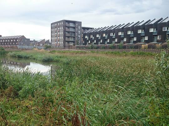 Plants surrounding an area of water near homes at Barking Riverside