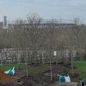 Newly planted trees near London Stadium for the Blossoms campaign