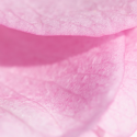 Close up of pink petals