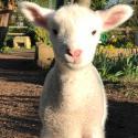 Dean City Farm lamb