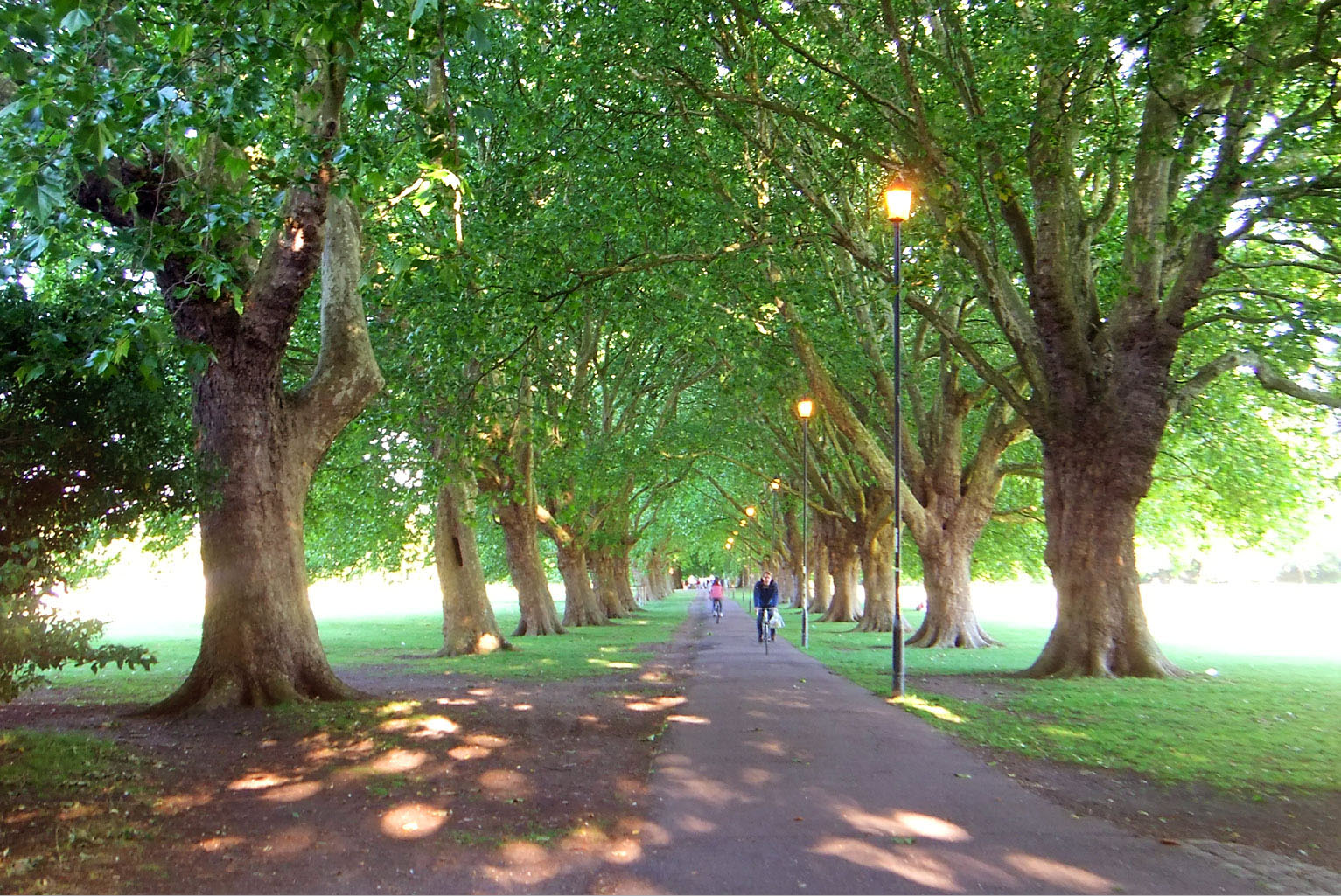 London Tree Week, 23 – 31 May 2015 | London City Hall