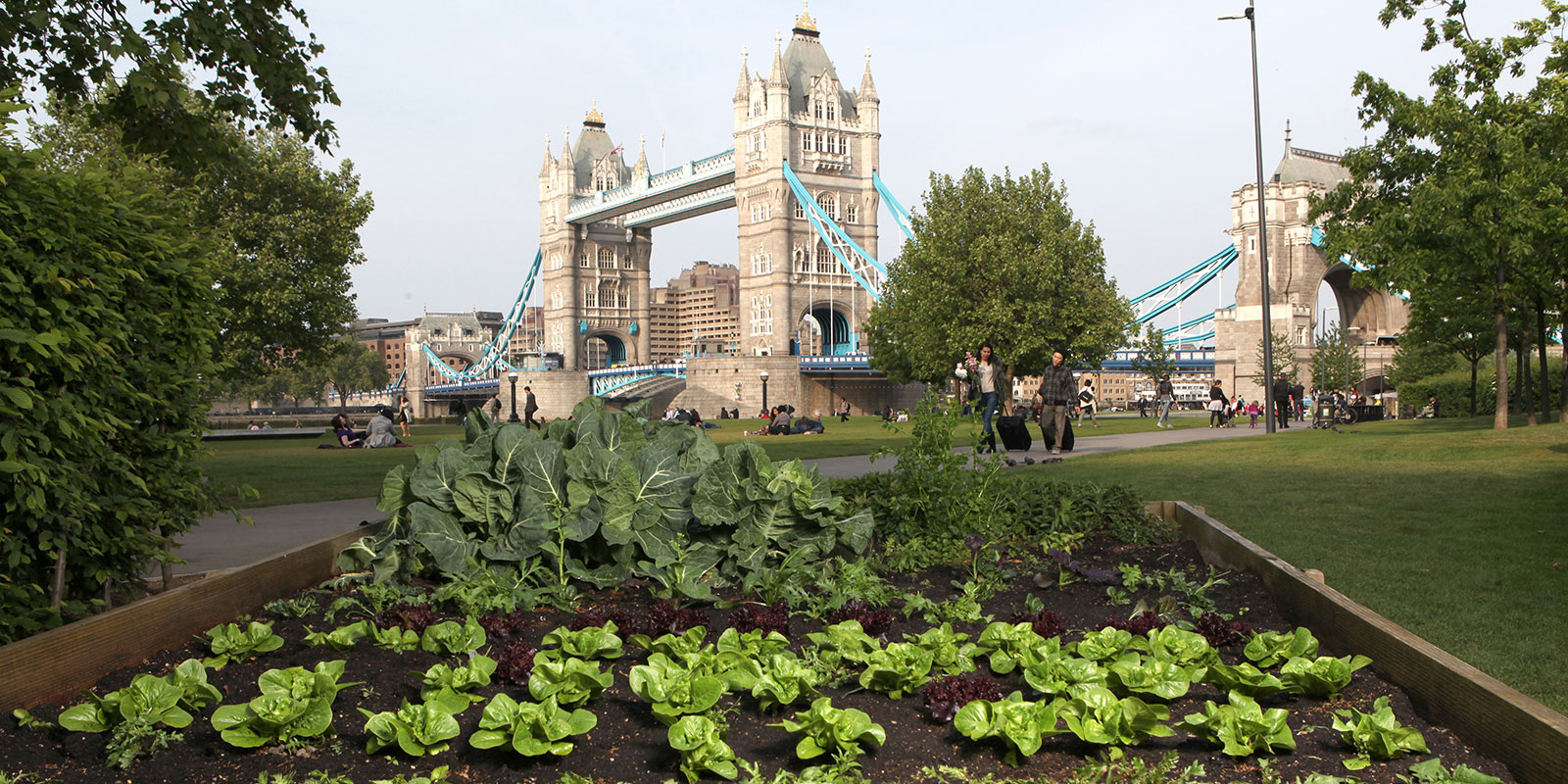Food growing in London | London City Hall