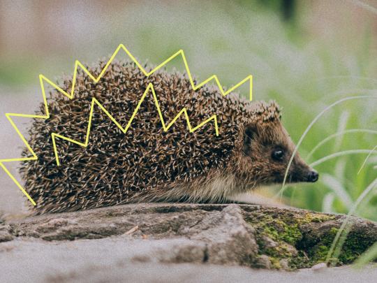 A hedgehog 