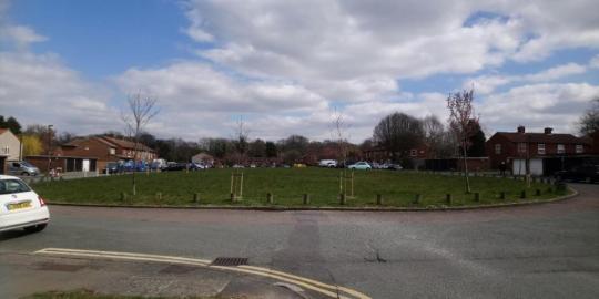 Cherry Tree Green Environment outdoor park and road and pavement