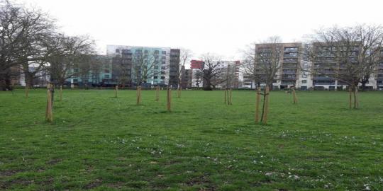 park surrounding with trees