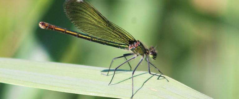 Banded demoiselle at Woodberry Wetland