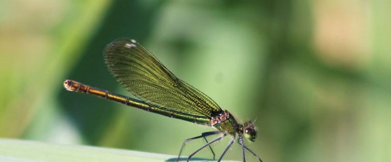 Banded demoiselle at Woodberry Wetland