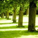 Trees in Greenwich