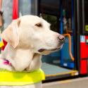 Guide dog in front of a bus