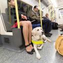 Guide dog on the tube