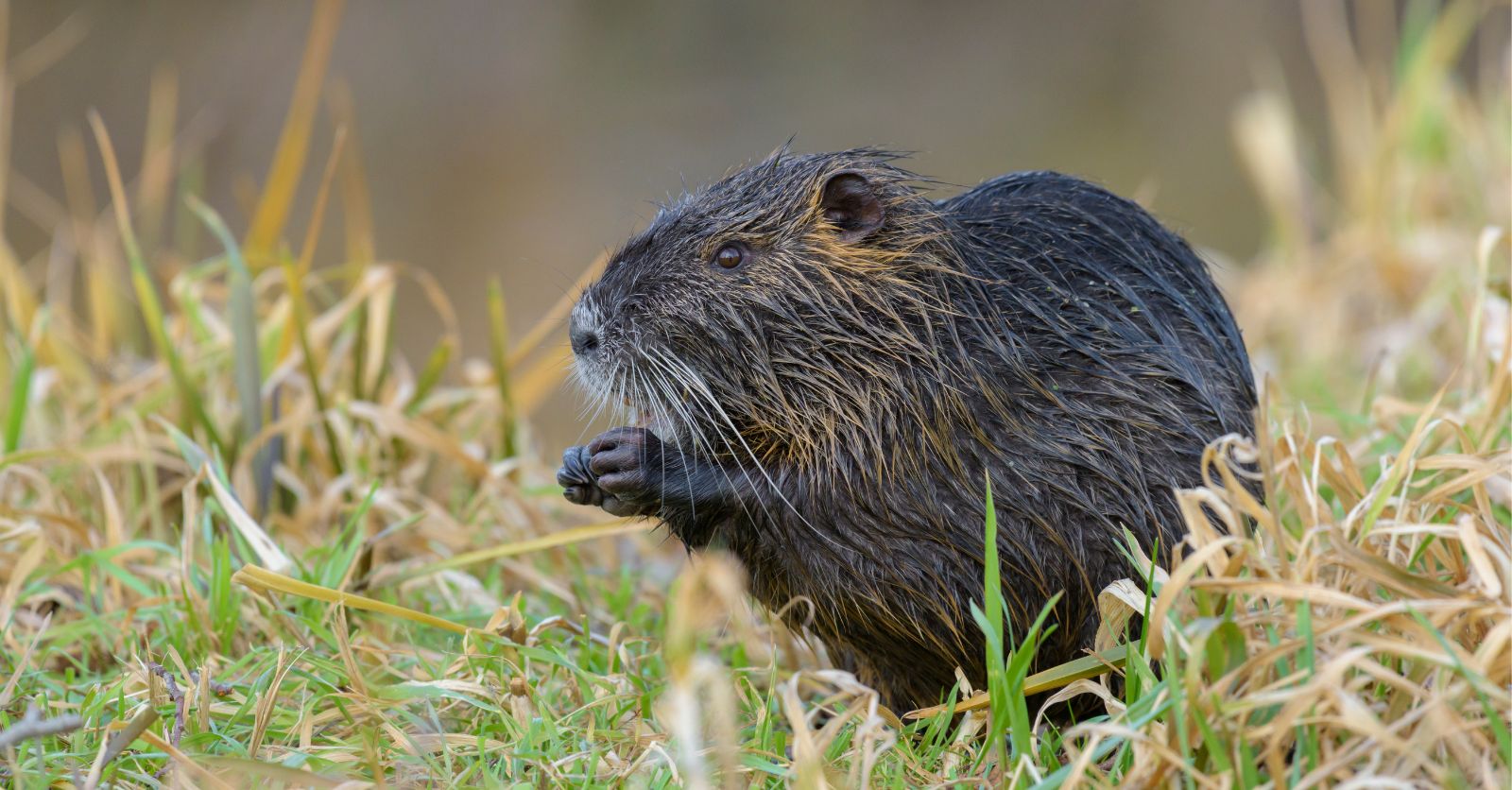 Beaver sitting on grass 