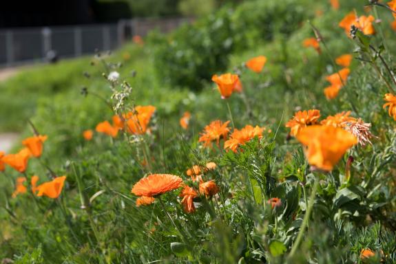 Orange flowers growing in a patch of green next to a fence