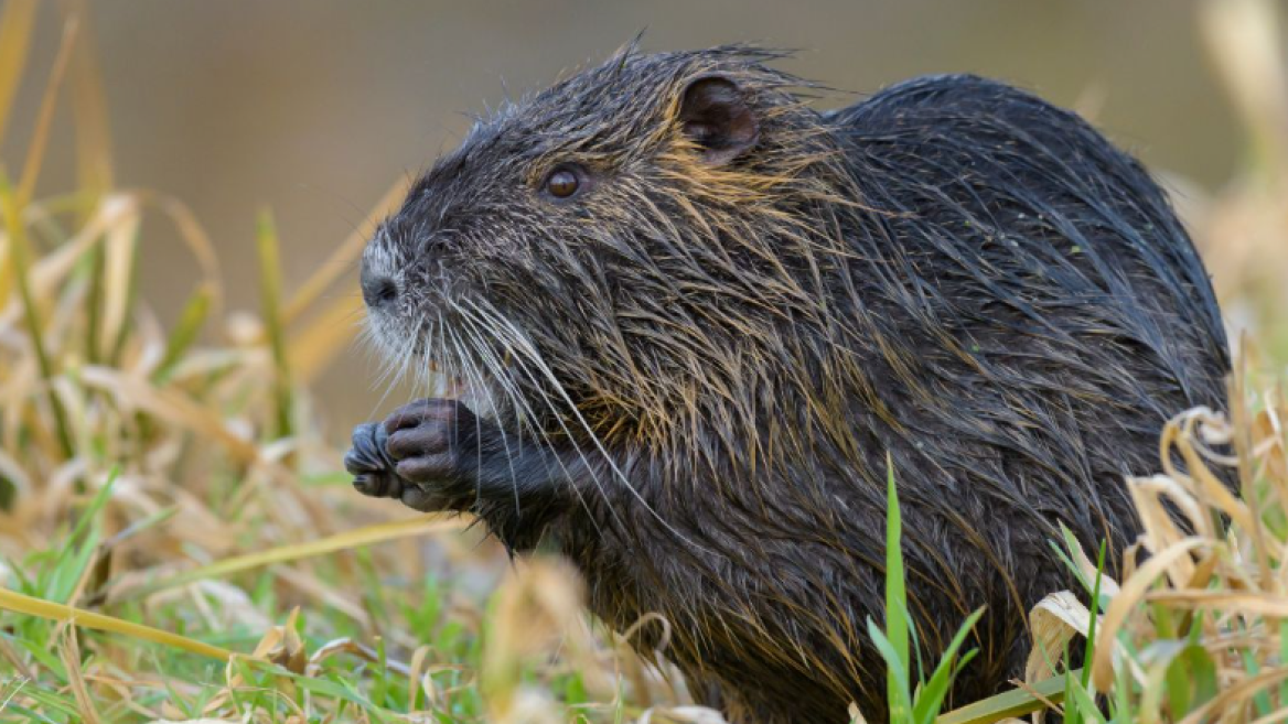 A beaver in a field of grass